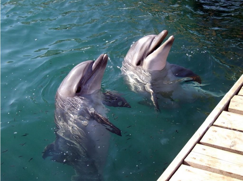 Дельфины нашлись