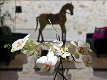 Louis Asterion Suites & Spa 
